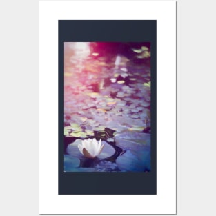 Pond Lily 36 Posters and Art